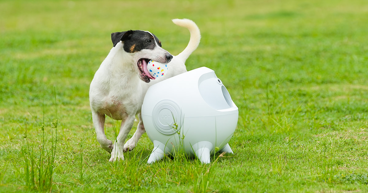 Indiegogo dog toothbrush 2025