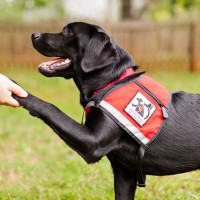 service dog for narcolepsy without cataplexy