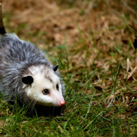 Penelope, the Virginia Opossum | Indiegogo