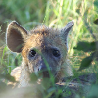 Project Rafiki - Spotted Hyena Conservation | Indiegogo