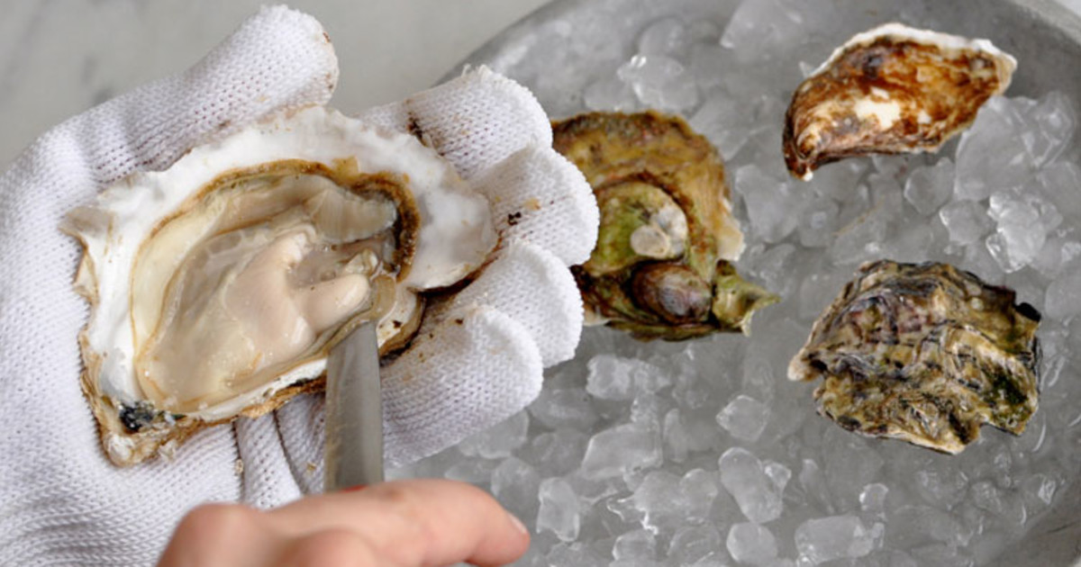 Oyster dating. Устрицы на Рождество. Oysters cooked. Оксид Oyster. Oyster 10/92.