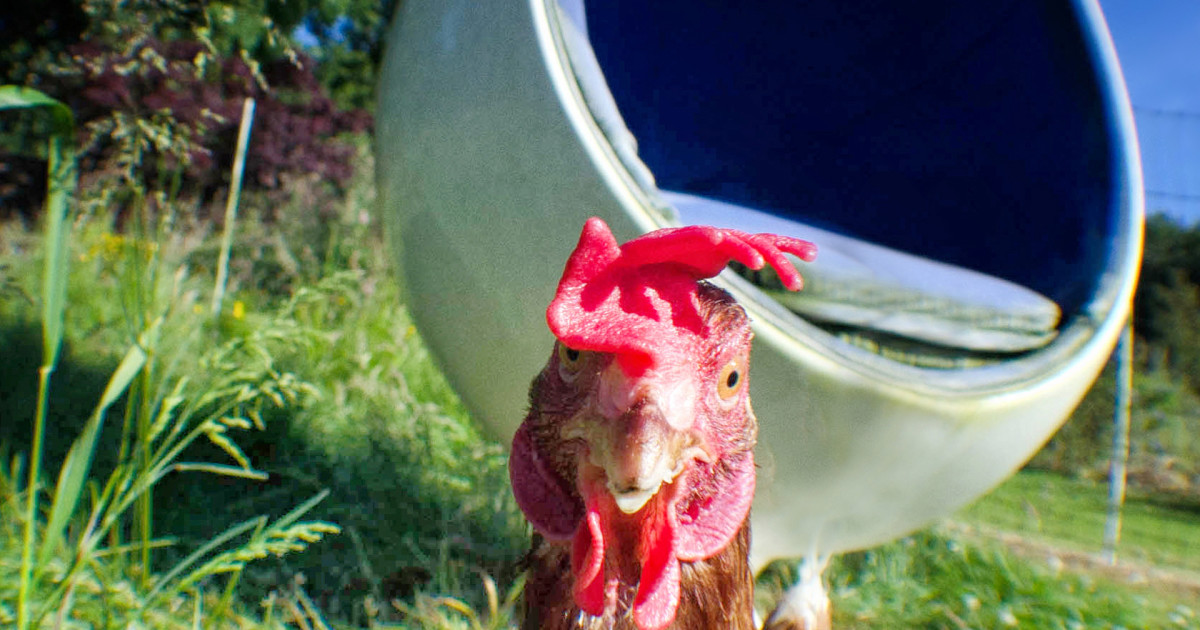 Saving the Nut House Hen Rescue Indiegogo