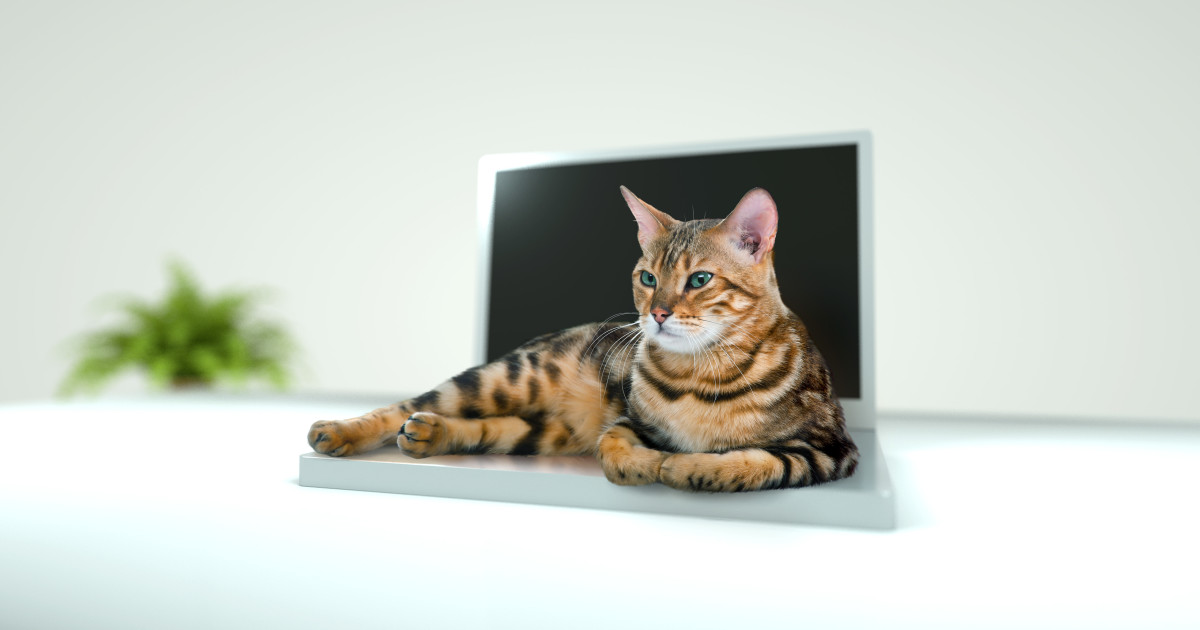 Cattop The First Laptop Bed For Your Cat! Indiegogo