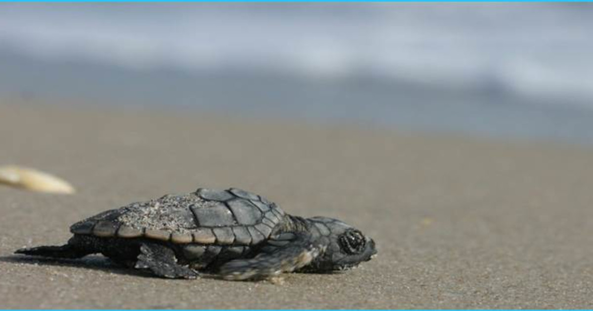 Save Sea Turtles in Kefalonia, Greece | Indiegogo