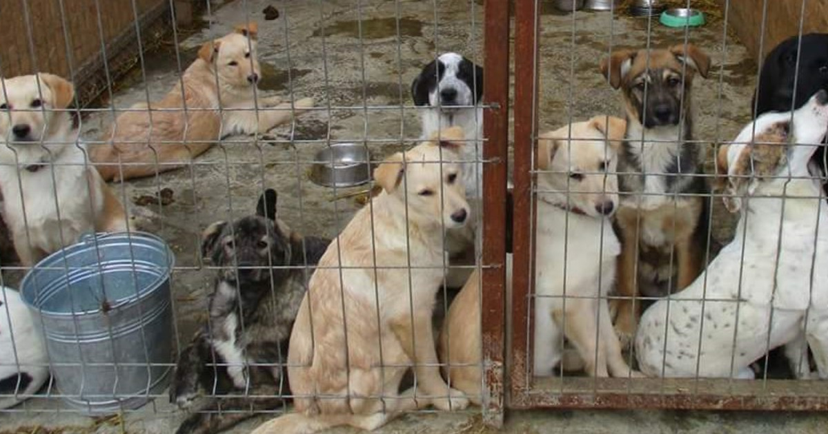 A new shelter for Romanian dogs | Indiegogo