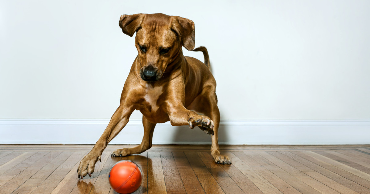 PlayDate: World's First Pet Camera in a Smart Ball | Indiegogo