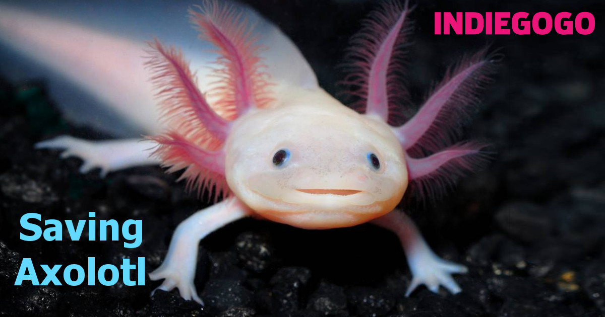 Saving Axolotl | Indiegogo