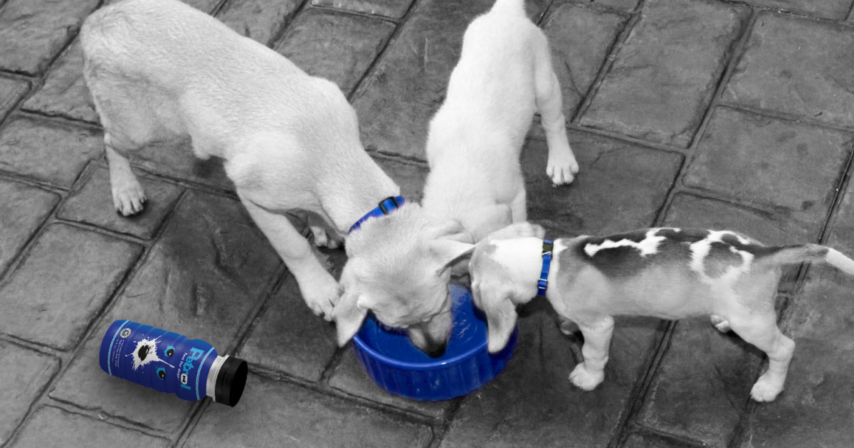Hydration Your Dog Will Love! Indiegogo