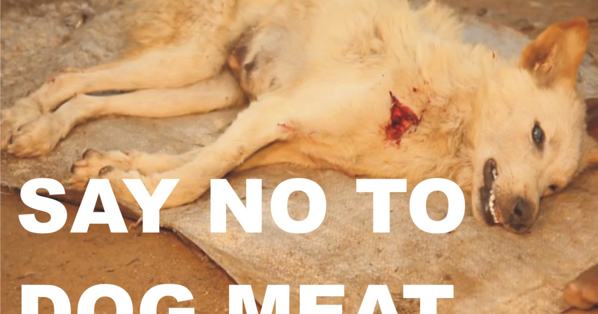 Say No To Dog Meat In Nigeria Indiegogo