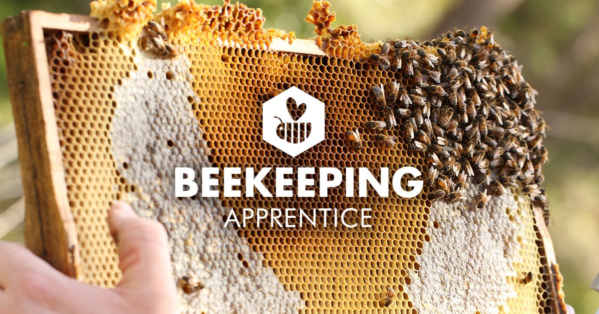 Beekeeping Apprentice - Online Course Launch | Indiegogo