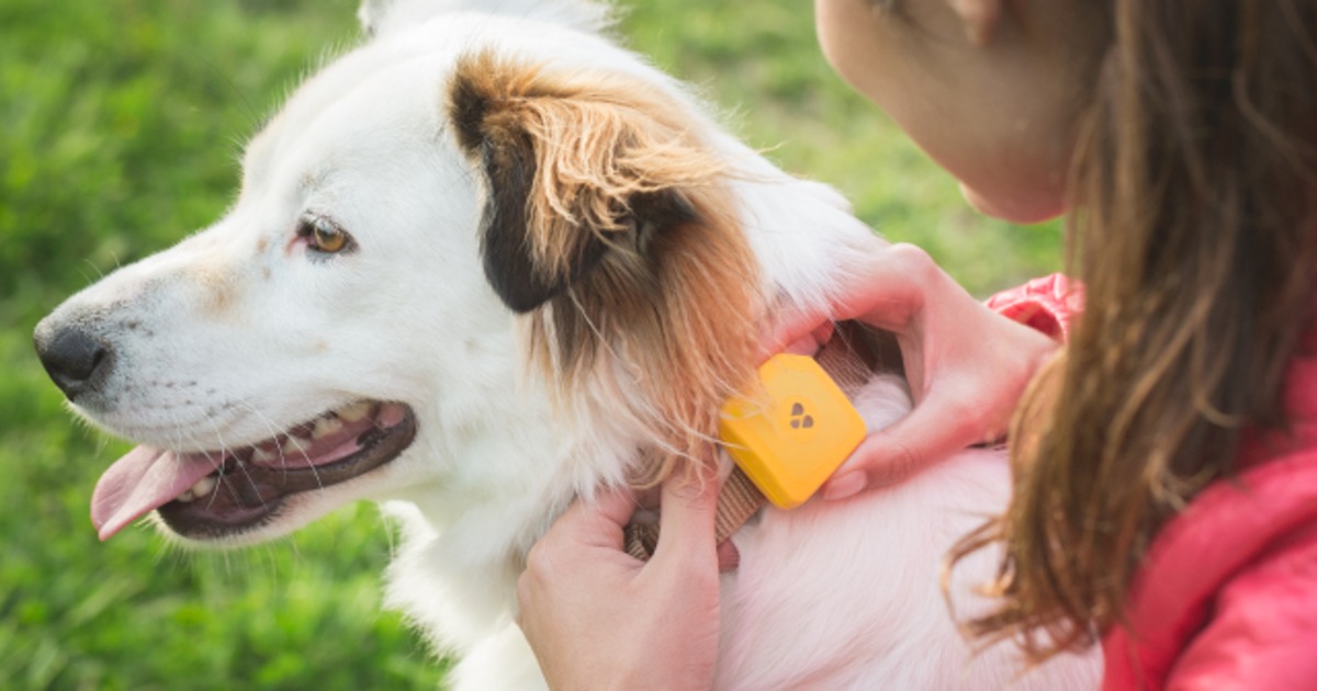 dog gps tracker without monthly fee
