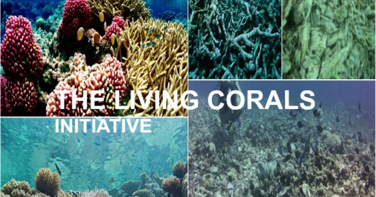 The Living Corals Initiative | Indiegogo