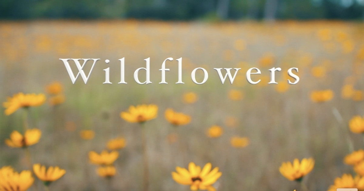 Wildflowers the Movie Indiegogo