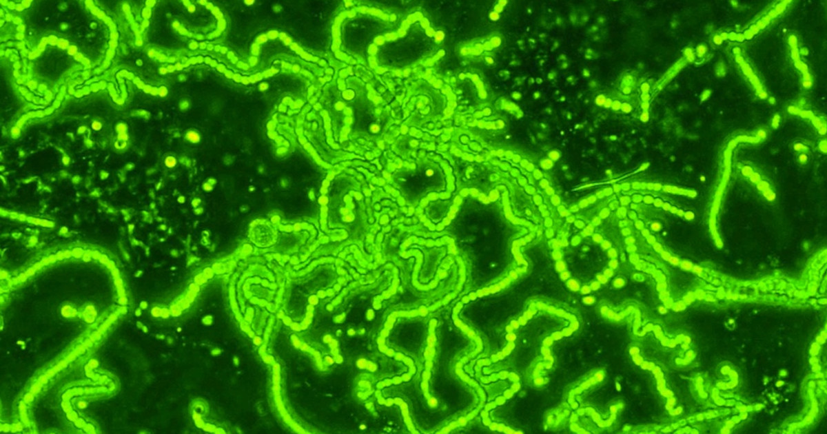 Unpaid intership to create fuel from cyanobacteria | Indiegogo