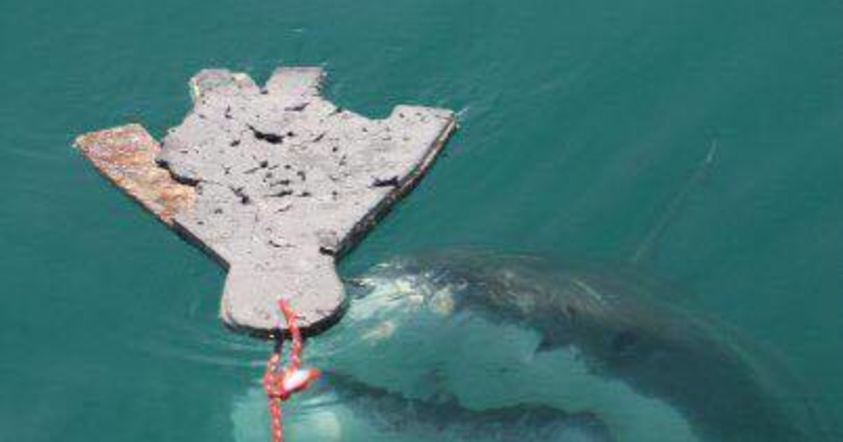 Jump the Shark Indiegogo