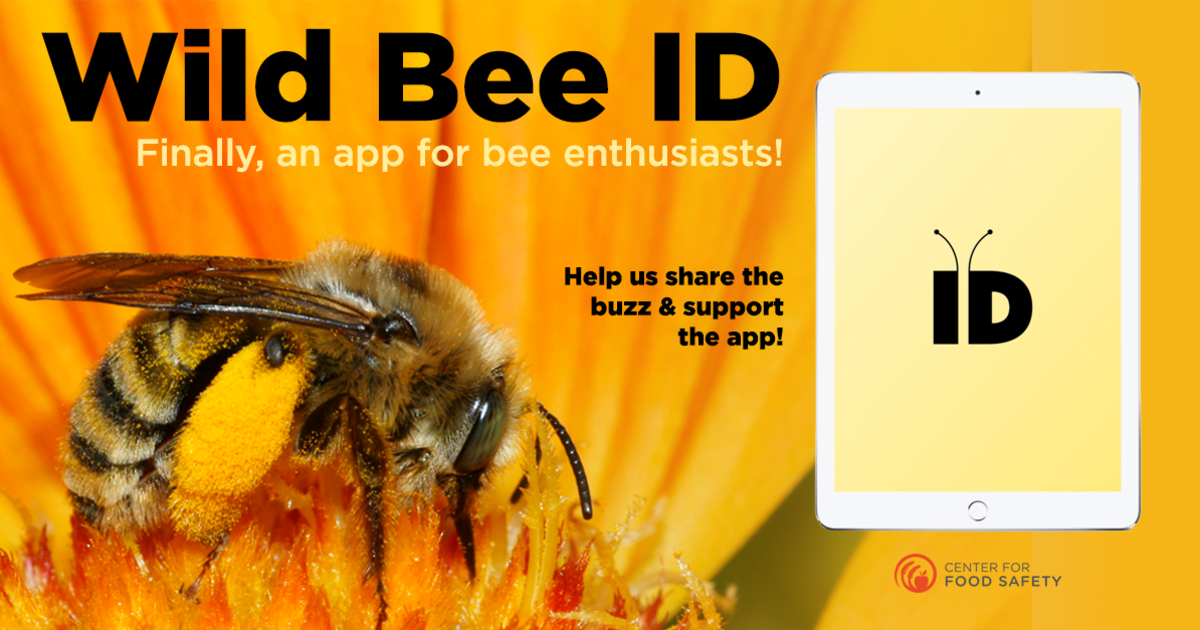 Wild Bee ID Save our Bees with an App Indiegogo