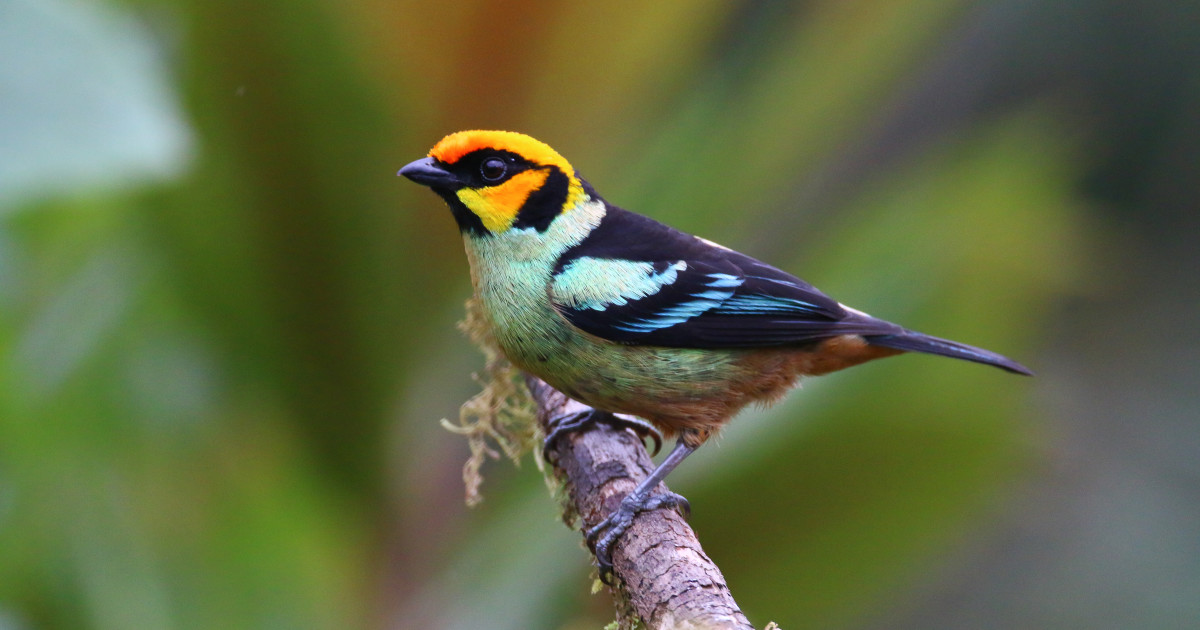 A Symphony Of Feathers: Exploring The World Of Indigenous Birds