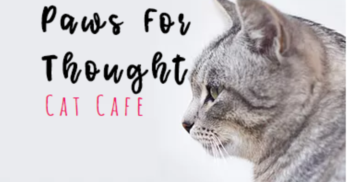  Cat Cafe Southampton  Indiegogo