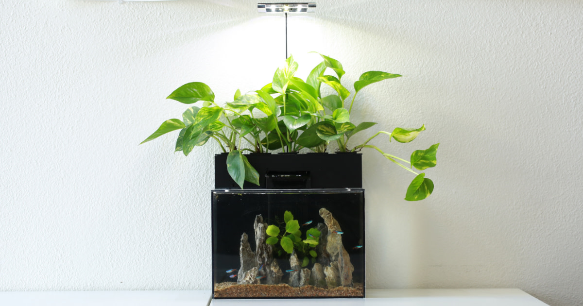 EcoQube C Plus - Your window to NATURE | Indiegogo