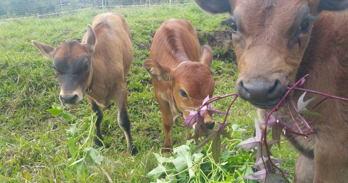 Krishna Cow Sanctuary Seeks Freeze Dryer Indiegogo