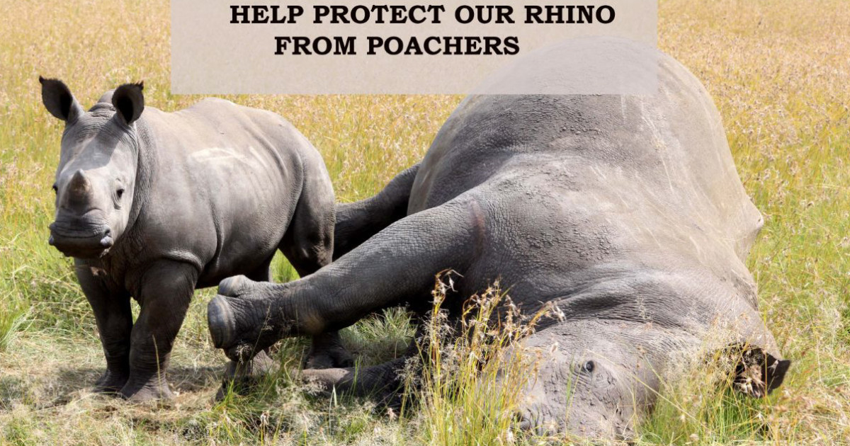 Help Protect Rhinos from Poachers | Indiegogo