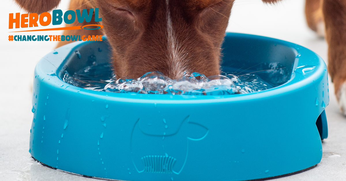 HERO Bowl The World’s Most Hygienic Dog Bowl Indiegogo