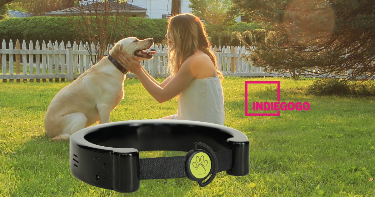 Chord a humane smart collar to make training easy Indiegogo