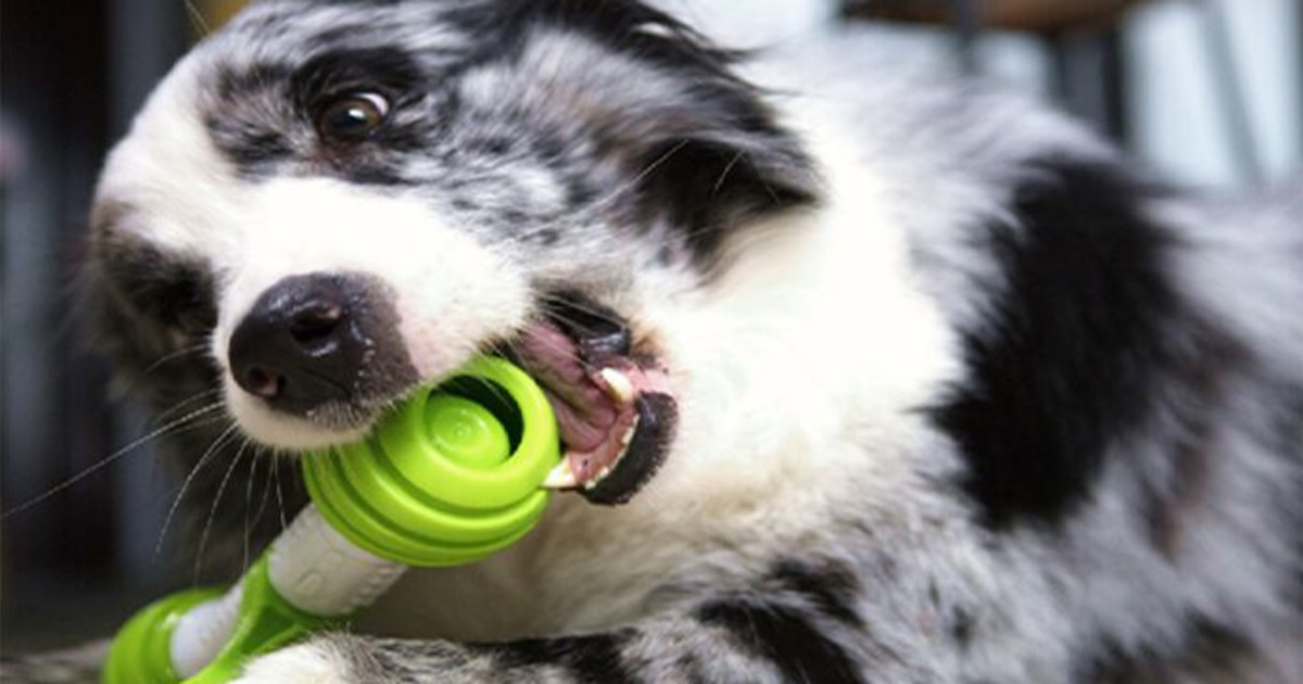Playbone The best interactive toy for your dog Indiegogo
