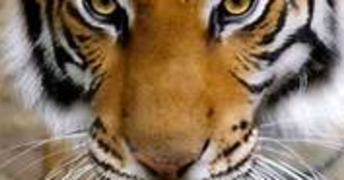 Here There Be Tygers Indiegogo