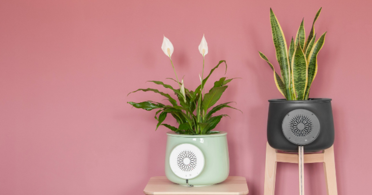 The Most Amazing Natural Air Purifier