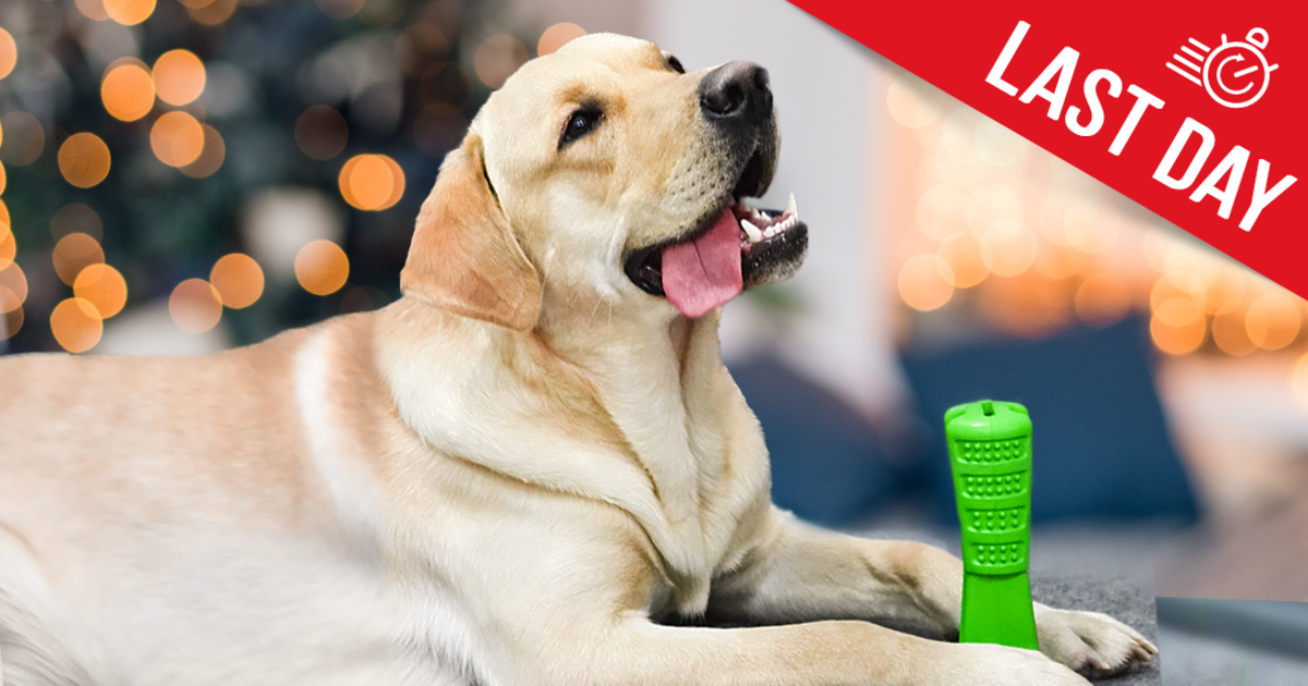 Bristly World's Most Effective Dog Toothbrush Indiegogo