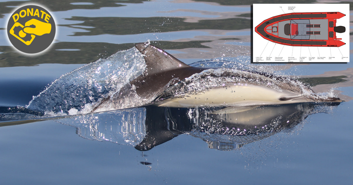 Supporting marine mammal conservation in Greece | Indiegogo