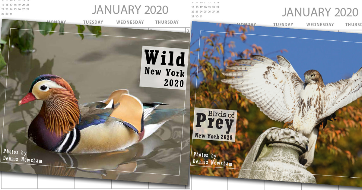 New York Urban Wildlife | Indiegogo