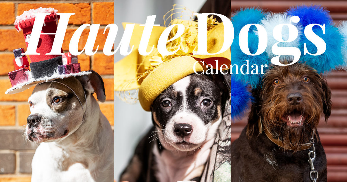 Haute Dogs Calendar 2020 Indiegogo