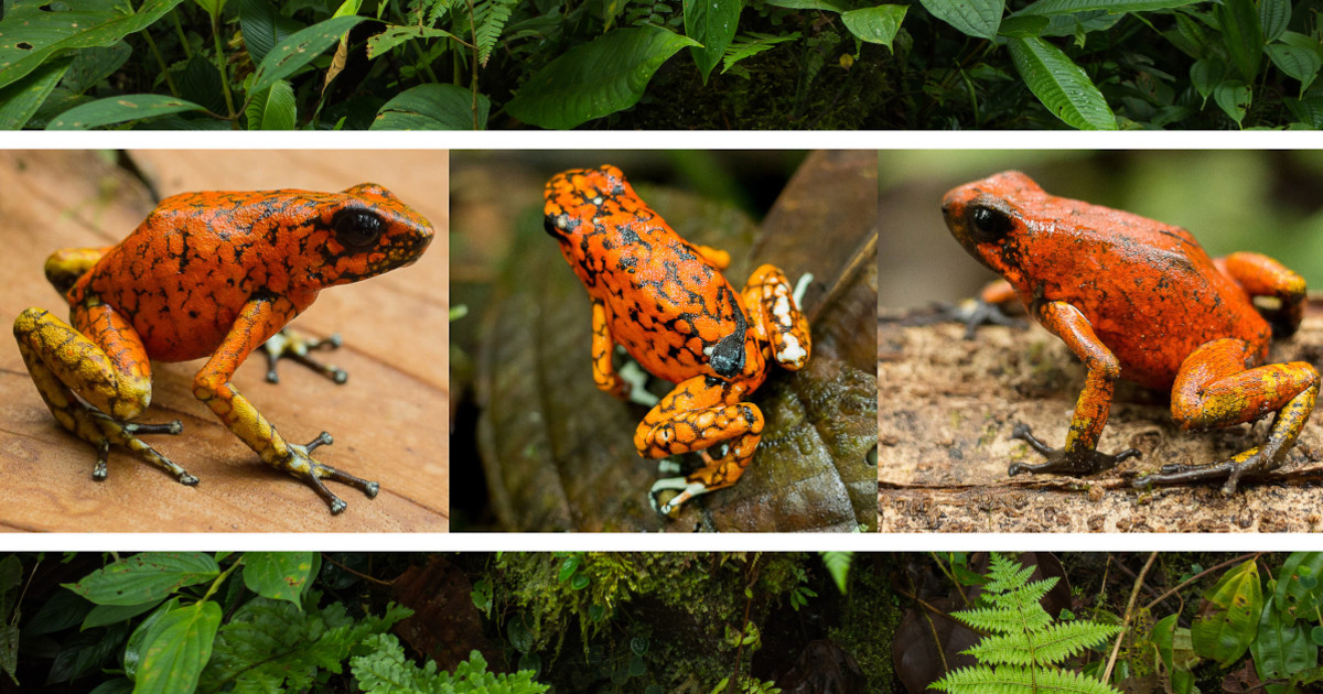 Poison Frog Husbandry Indiegogo