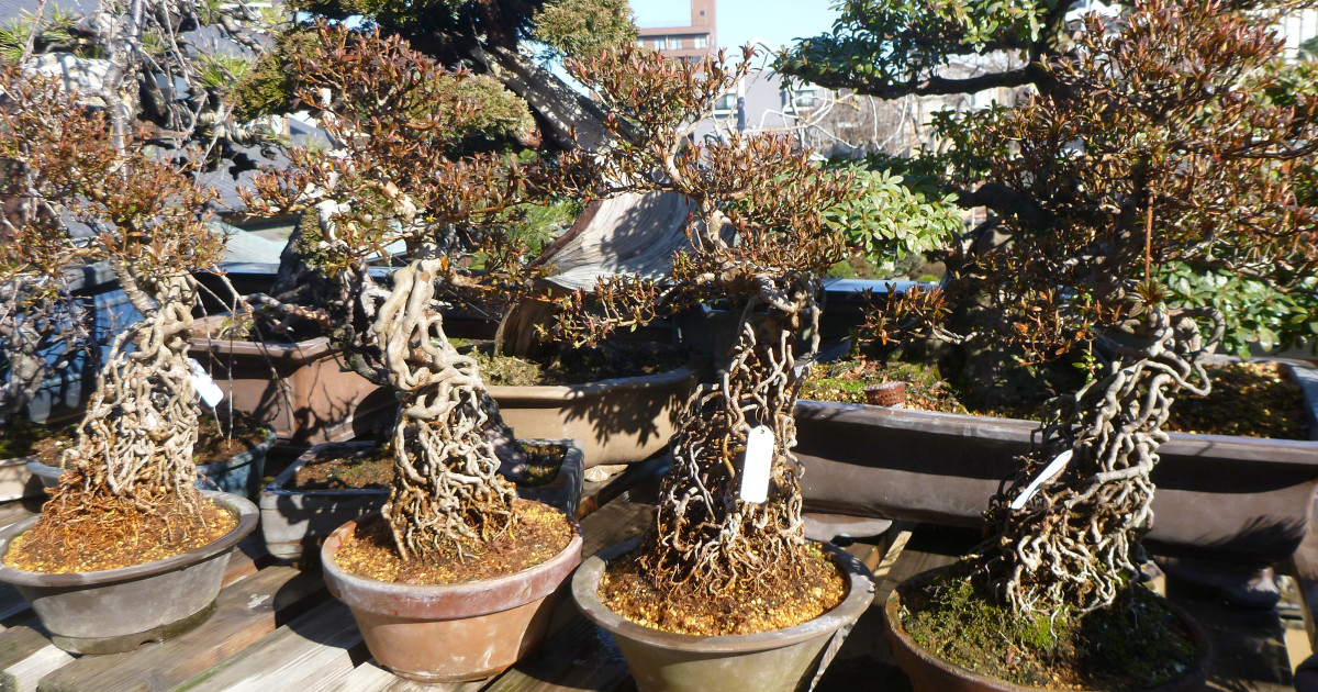 David Cheshire Bonsai Import of Bonsai 2020 Indiegogo