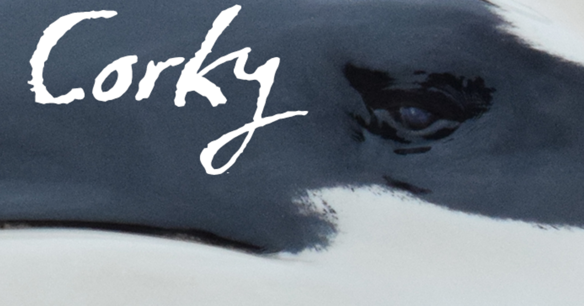 CORKY Documentary Indiegogo