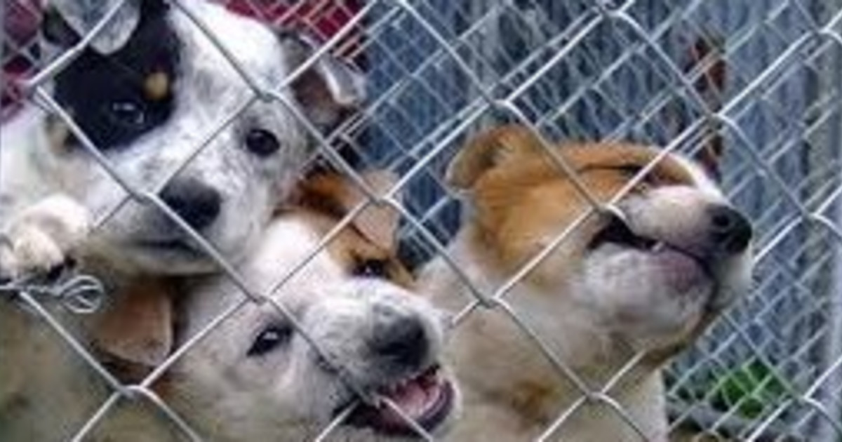 foods and shelter for homeless animal Indiegogo