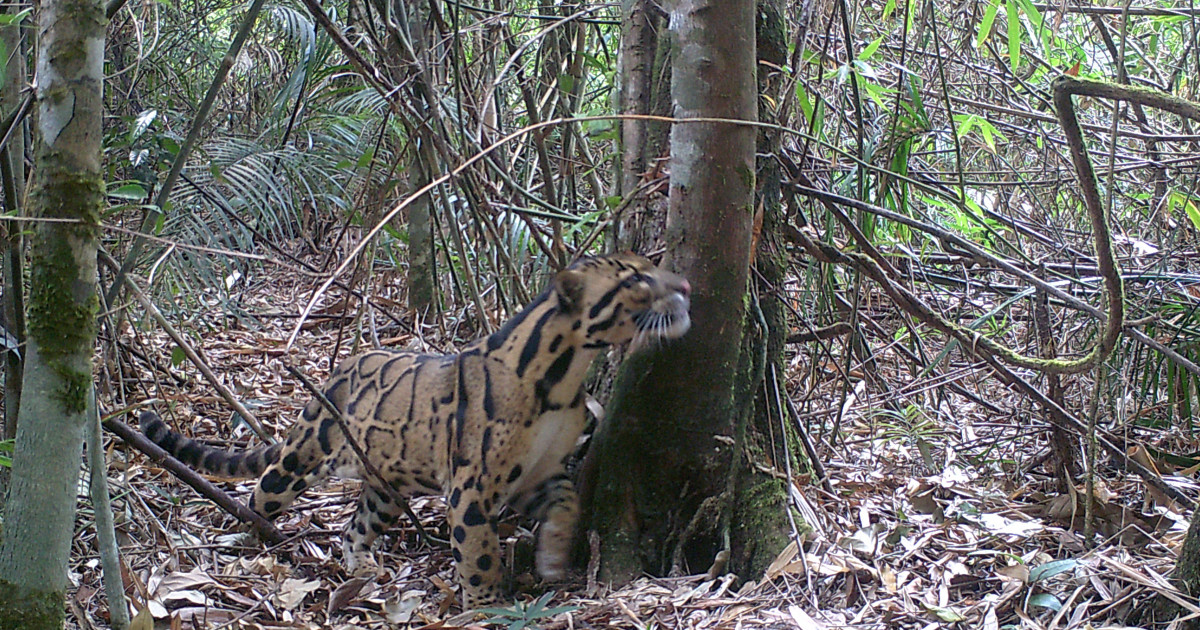 2020 Photo-Trapping Conservation in Southeast Asia | Indiegogo