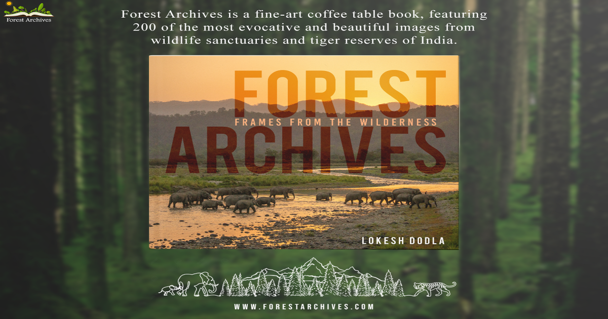 Forest Archives A Fine Art Coffee Table Book. Indiegogo