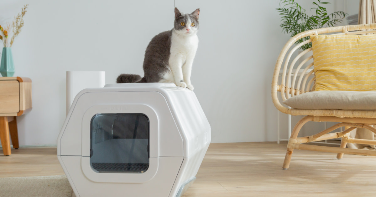 LuluPet: Cat Health Monitoring Made Simple | Indiegogo