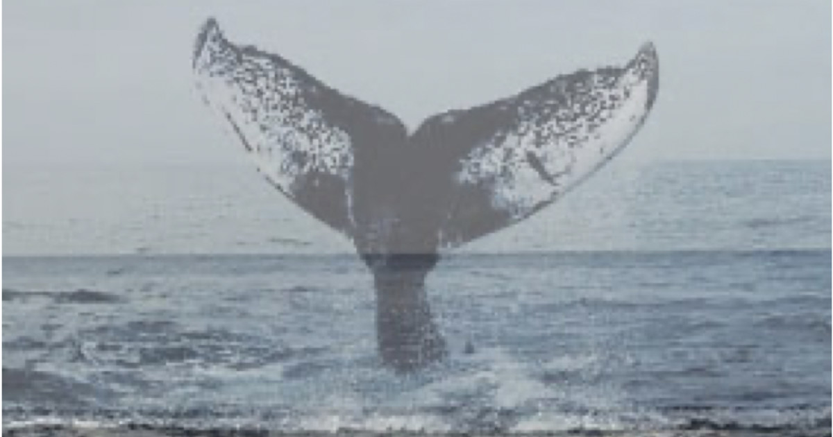 HEARTSONG A Short Film by Aurora Real de Asua Indiegogo