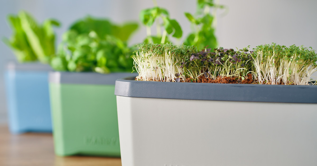 HARRY HERBS - watch your greens grow themselves | Indiegogo