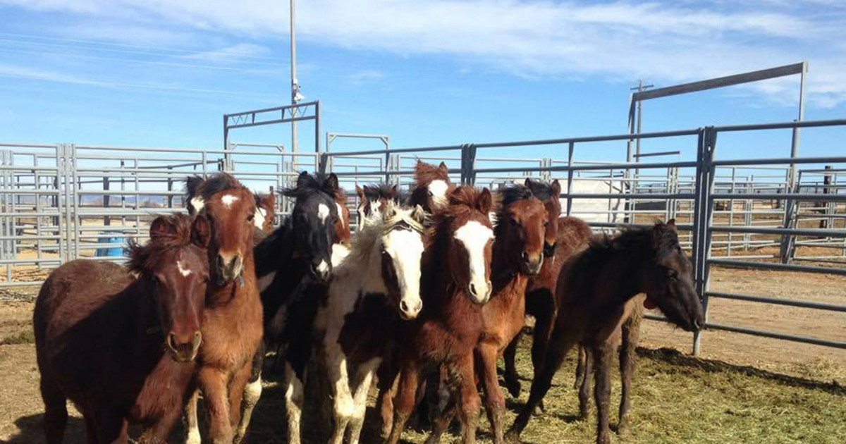 Rehabilitate Inmates using Wild Horses