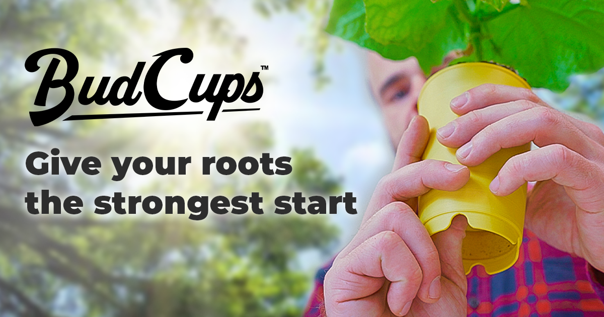 BudCups by BudTrainer: Bigger Roots, Bigger Fruits