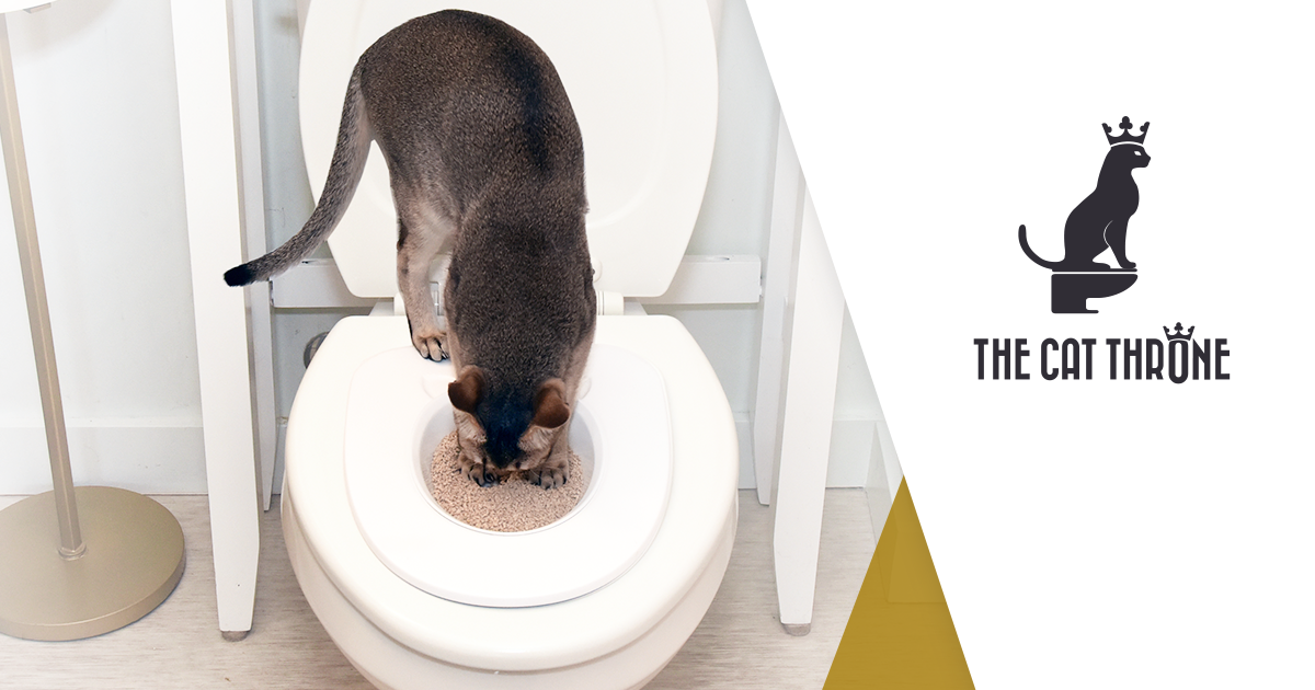 The Cat Throne Makes Litter Boxes Obsolete! Indiegogo