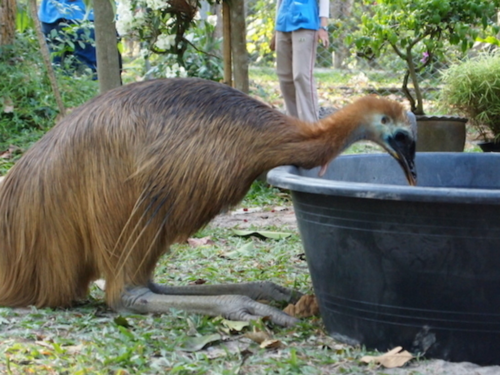 Animal Care Training Program Indiegogo