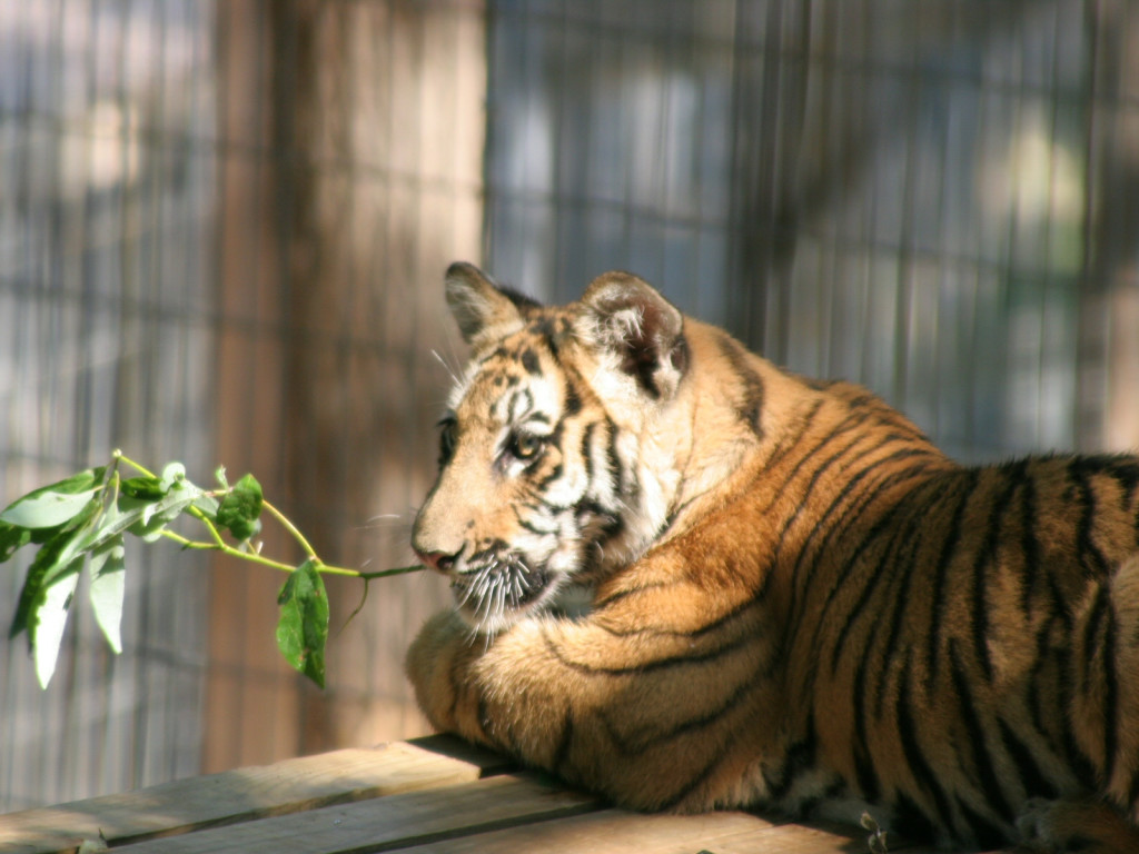 Feed The Tigers For a Year | Indiegogo