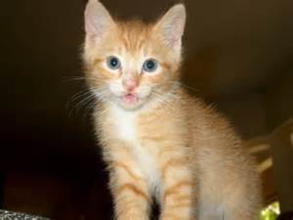 Kitten named