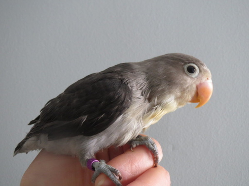 Sunroom Aviary Fundraiser Indiegogo